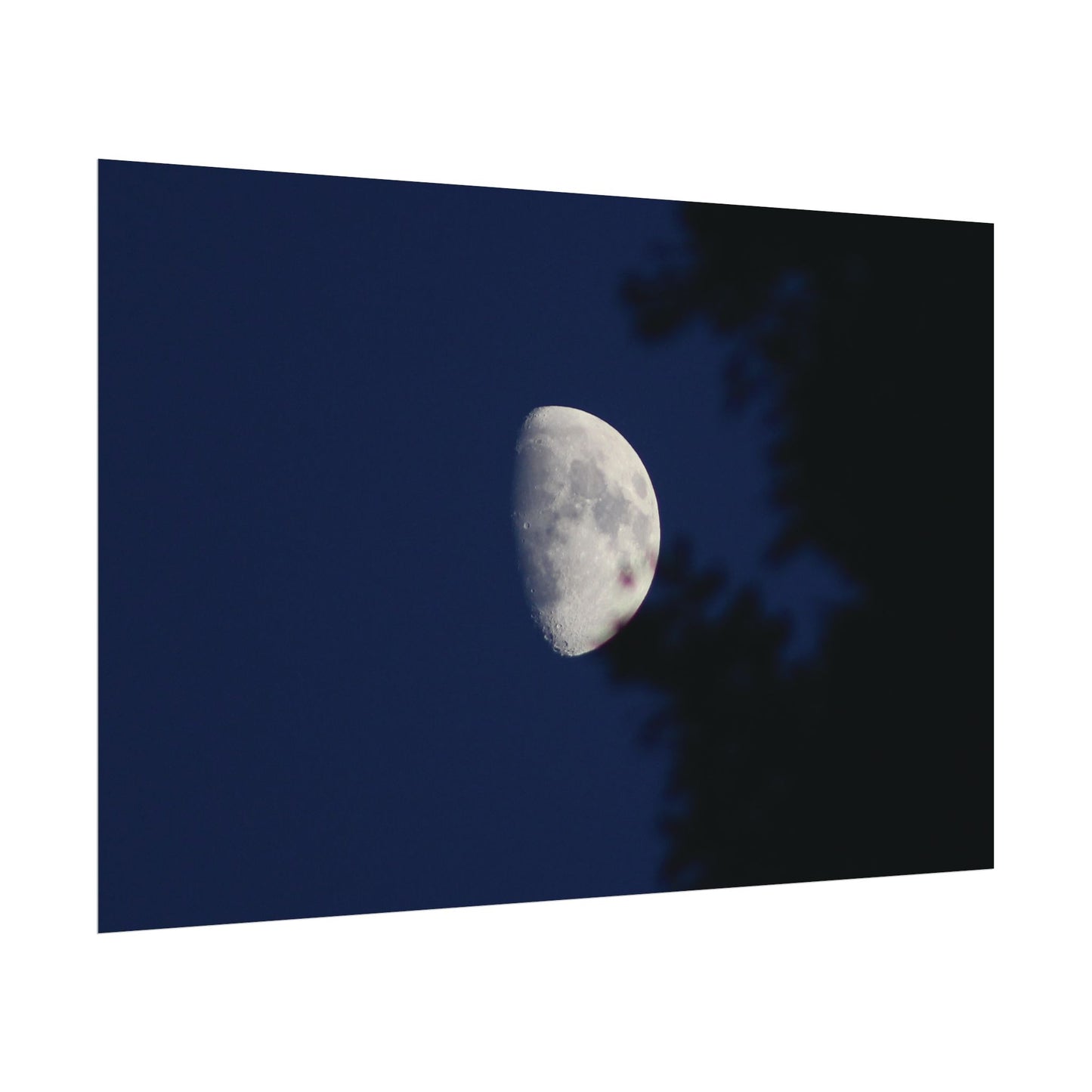 Moon And Trees Poster