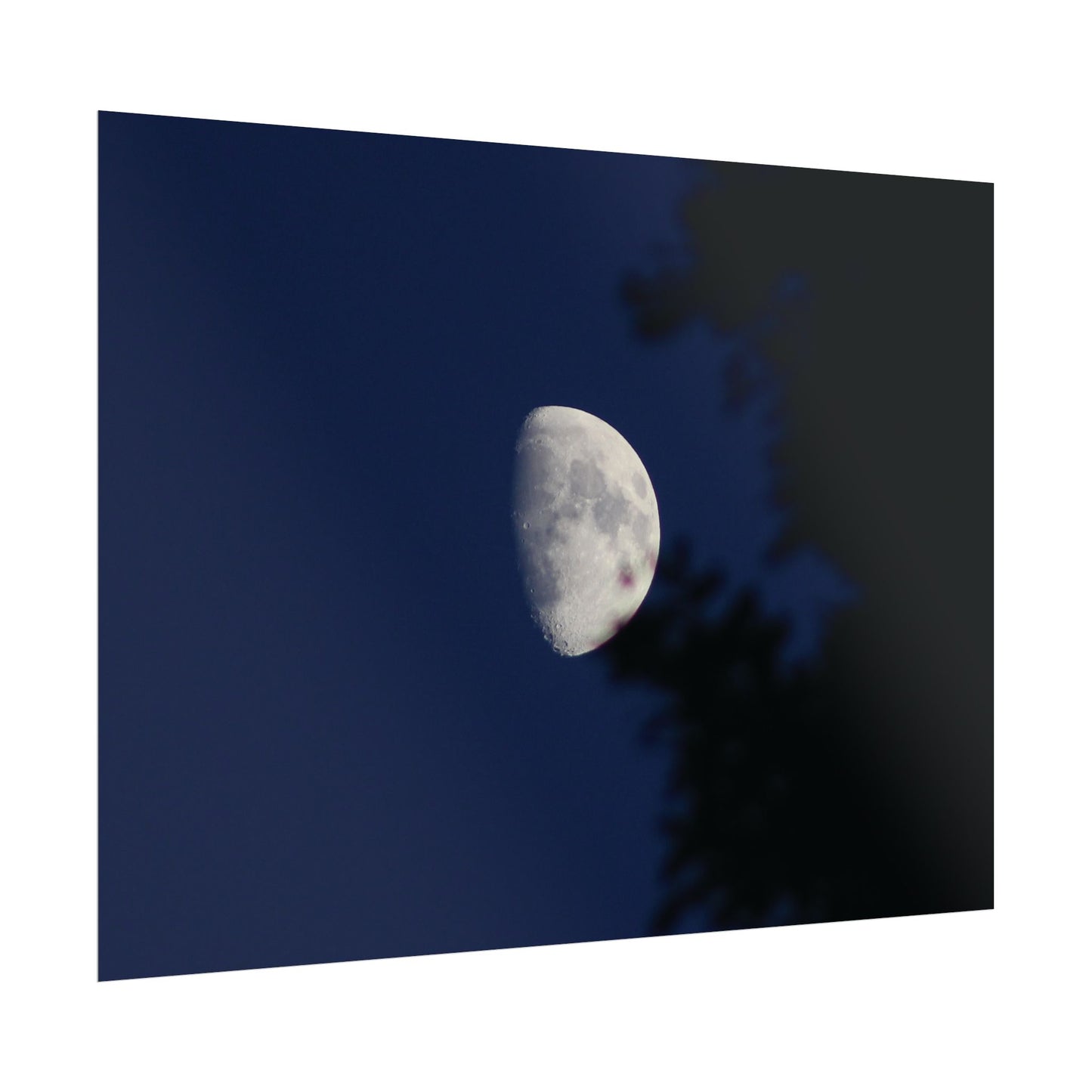 Moon And Trees Poster