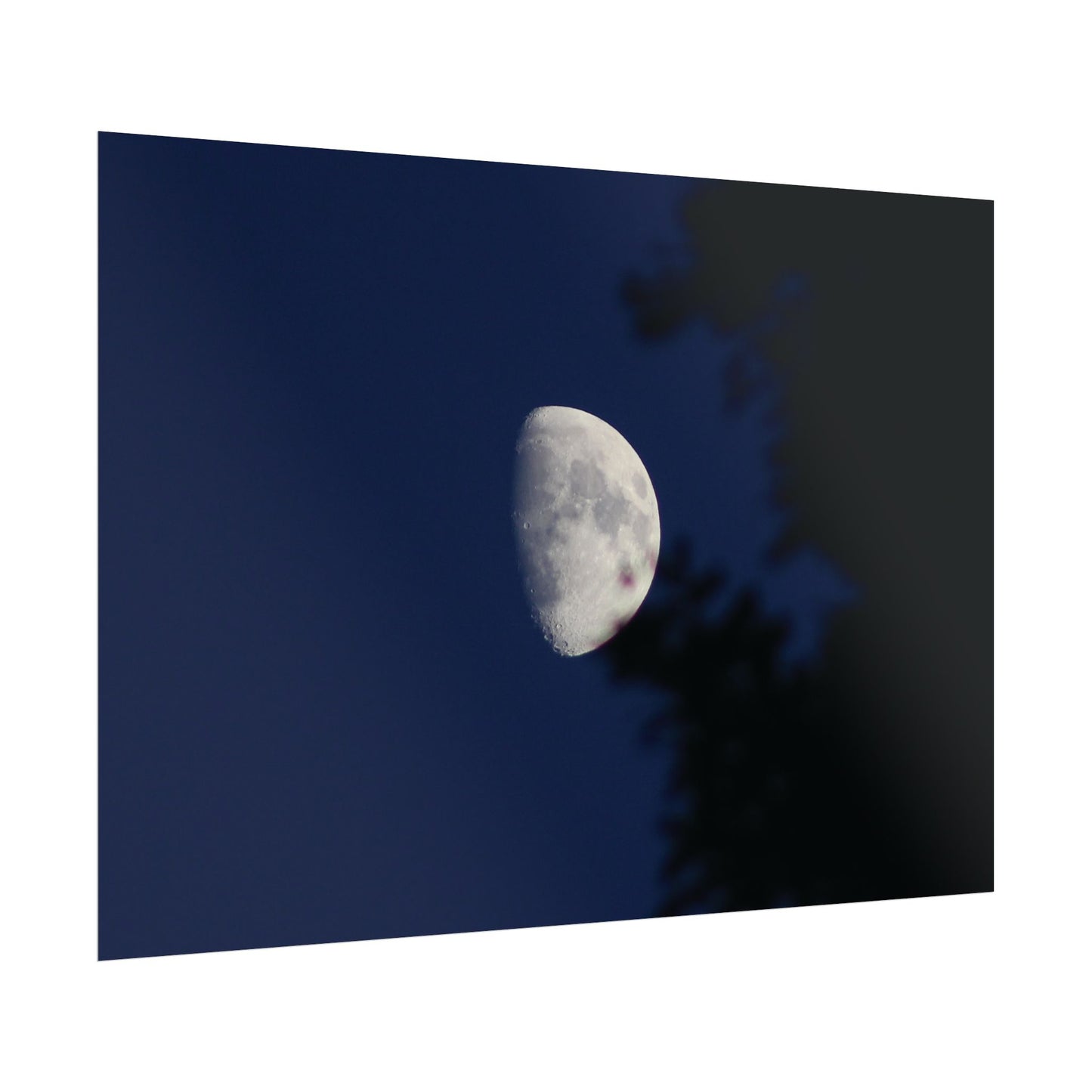 Moon And Trees Poster