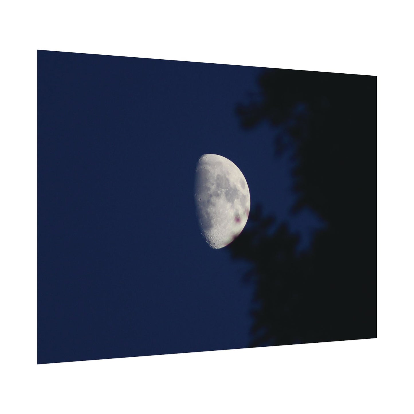 Moon And Trees Poster