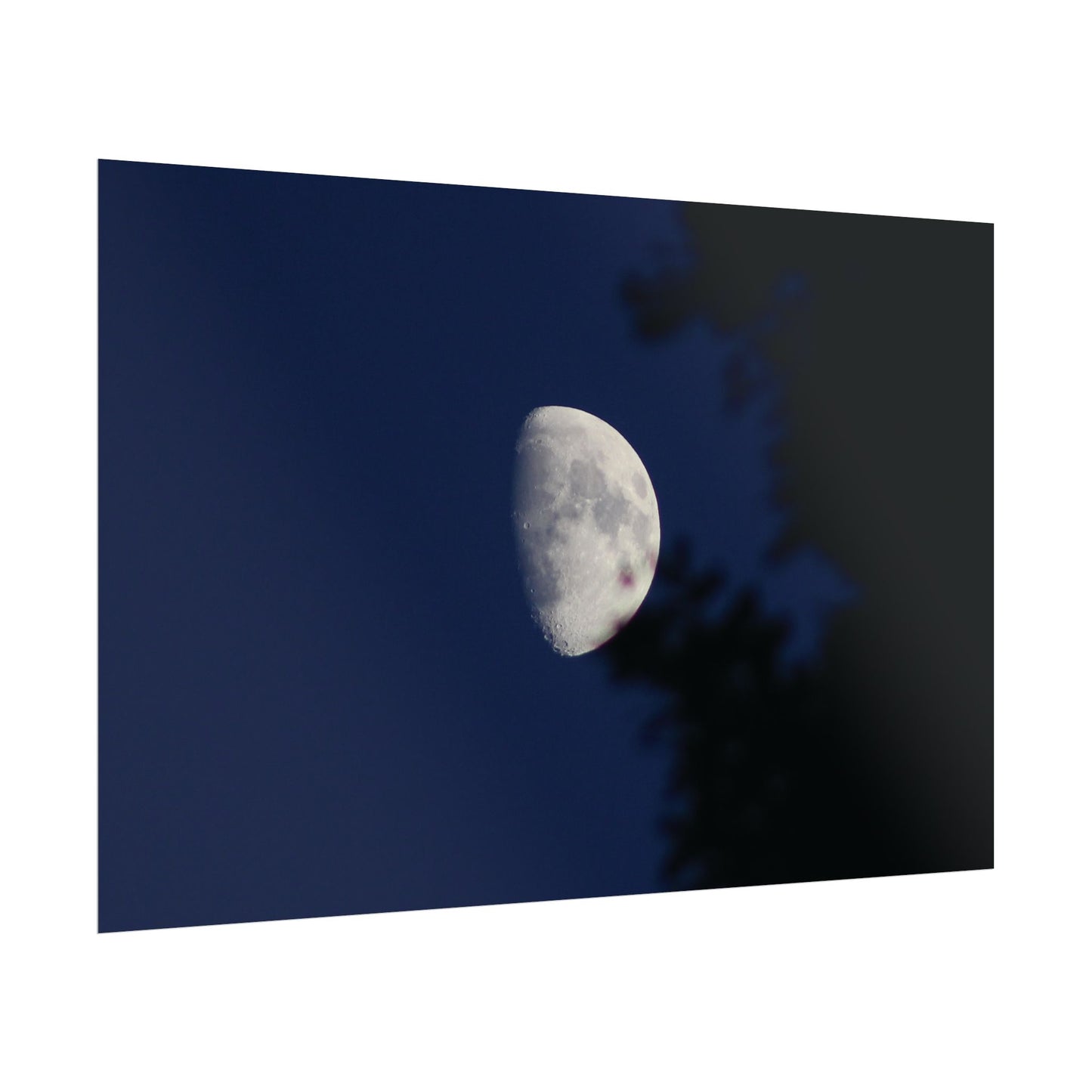 Moon And Trees Poster