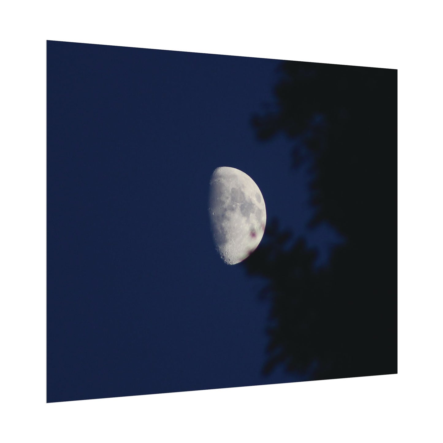 Moon And Trees Poster