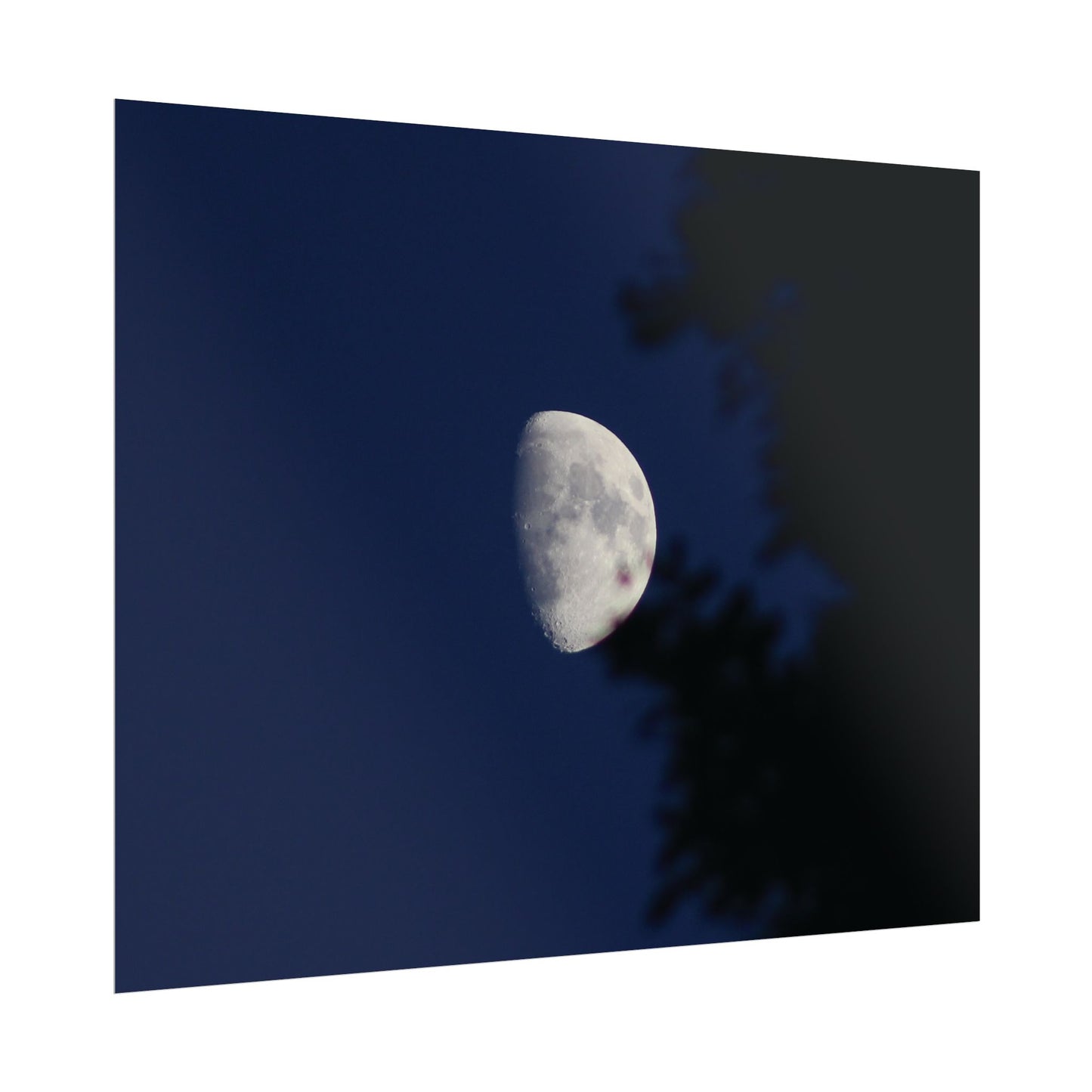 Moon And Trees Poster